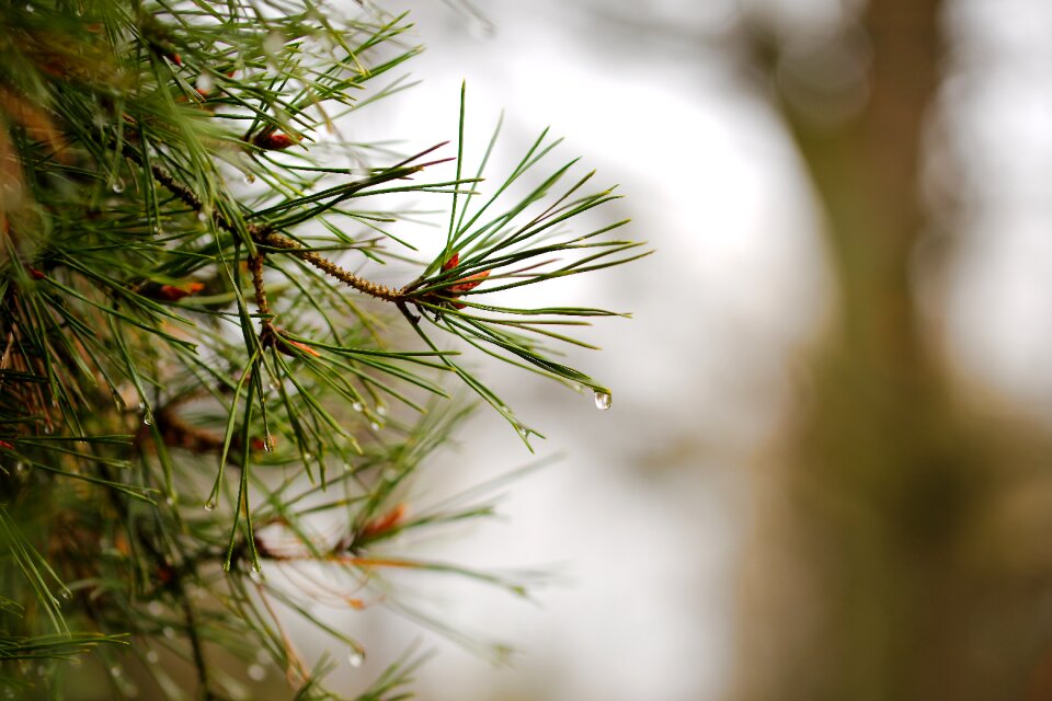 Winter tree christmas