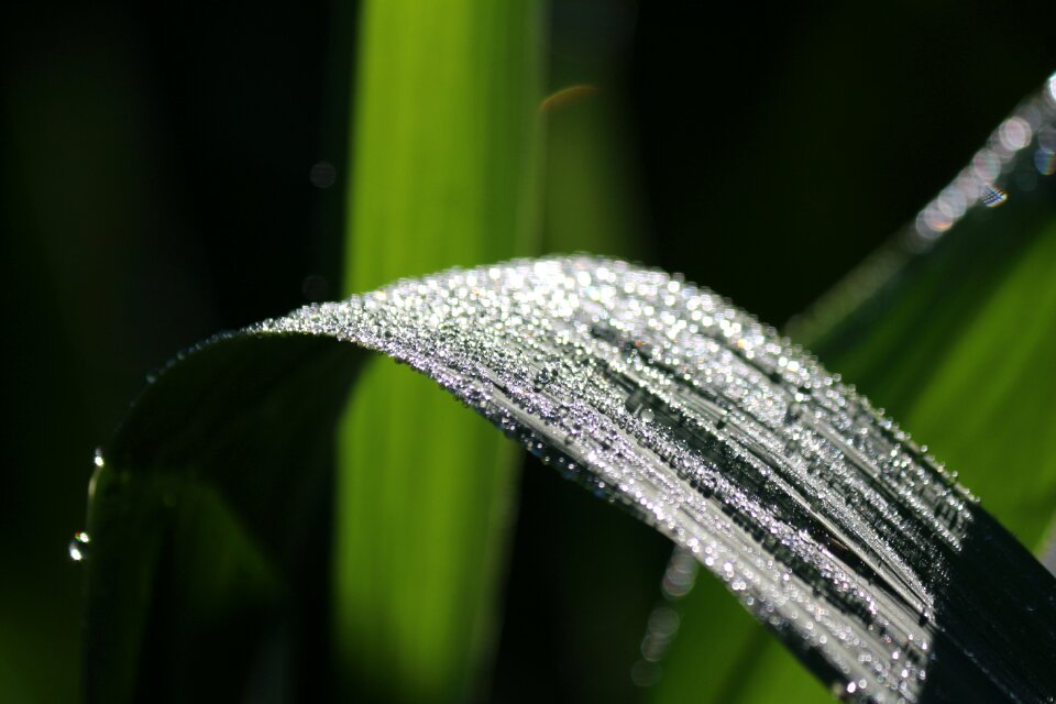 Botany nature natural