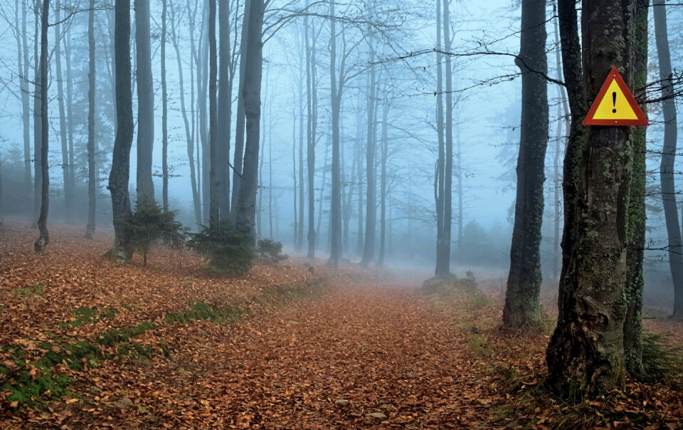 The fear forest tree