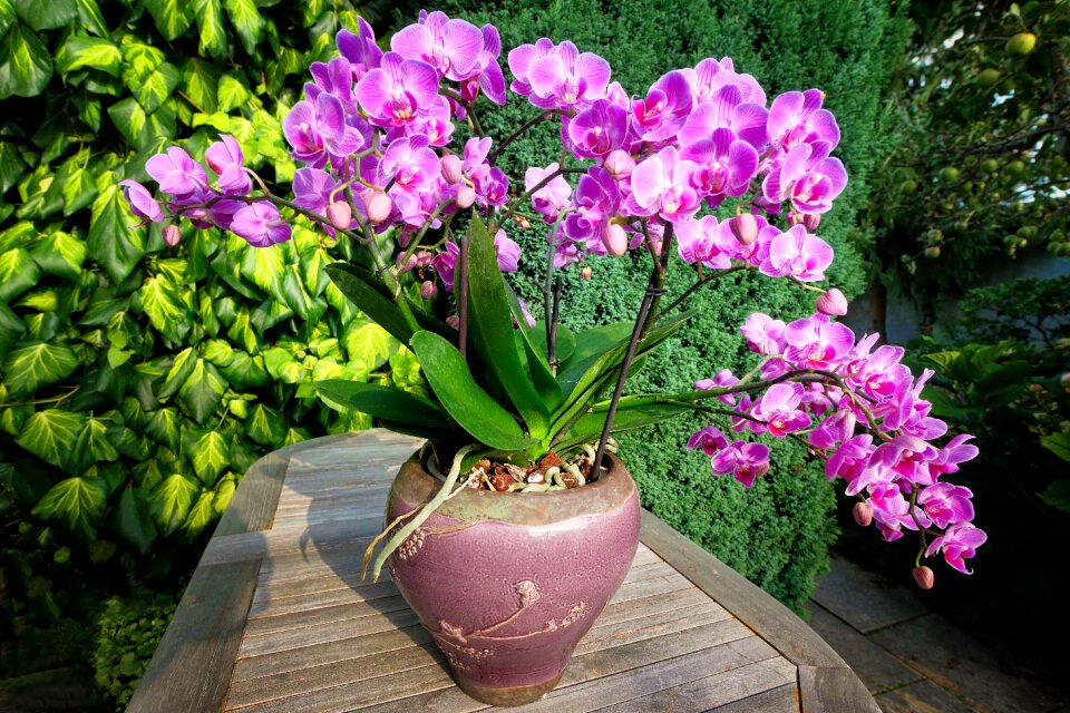 Plant decoration flowers