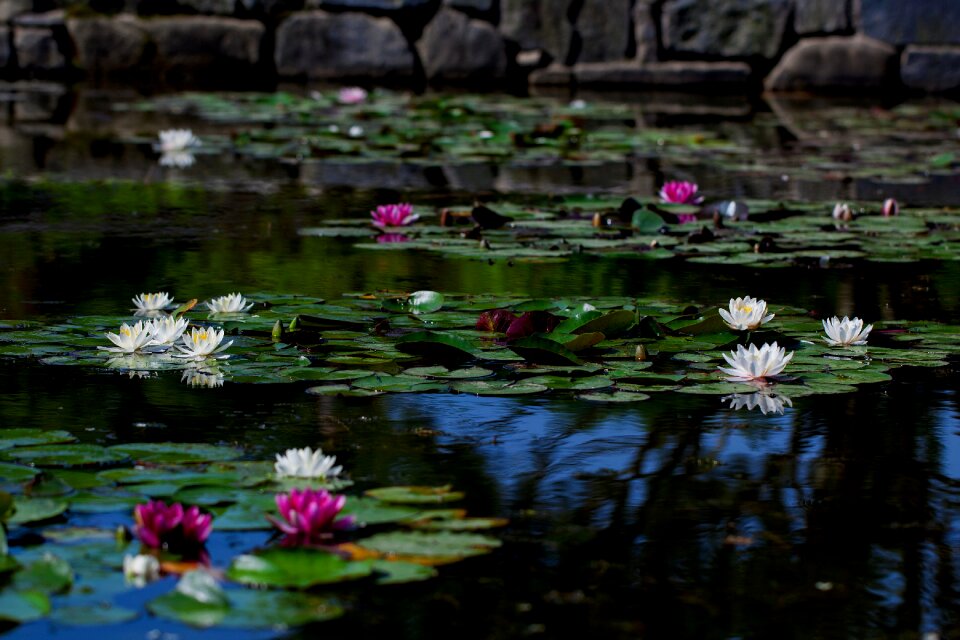 Underwater plants flowers wildflower