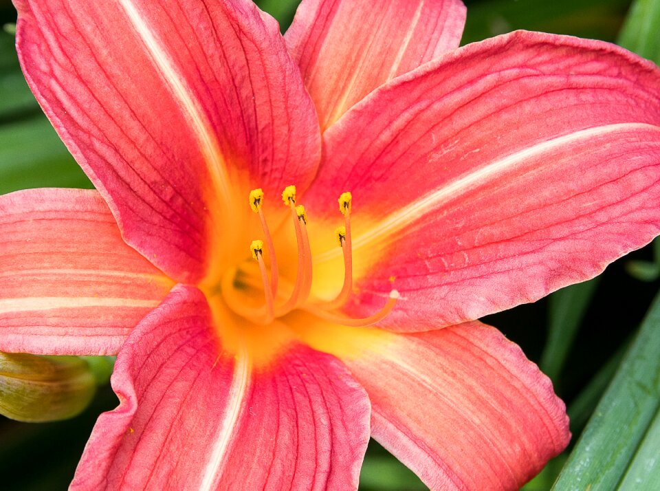Blossom bloom pink