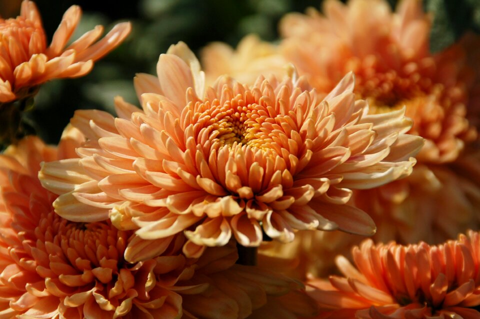 Autumn garden nature