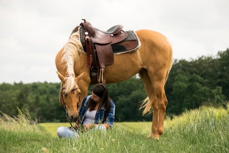 Palomino trust love photo