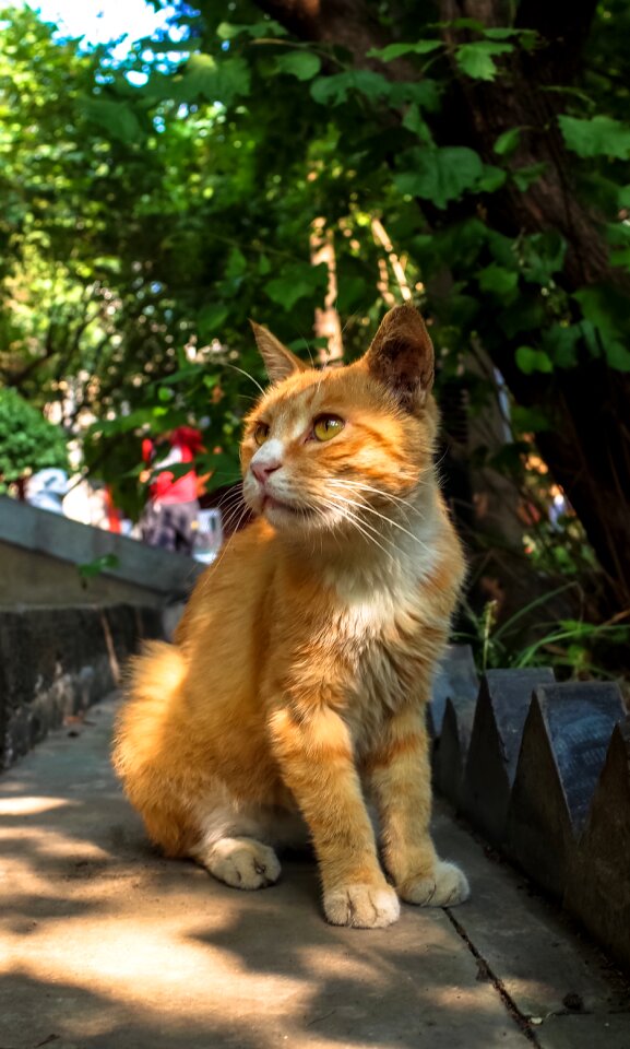 Kitten cute expression