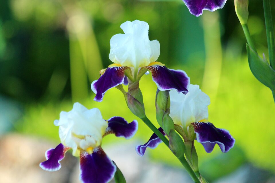 Garden beautiful flowers bloom