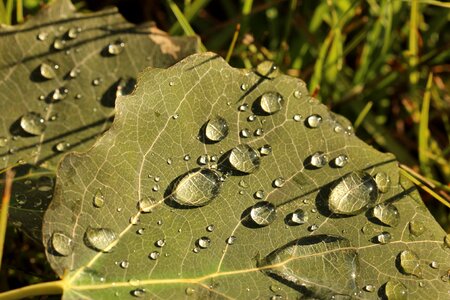 Leaf green drop of water