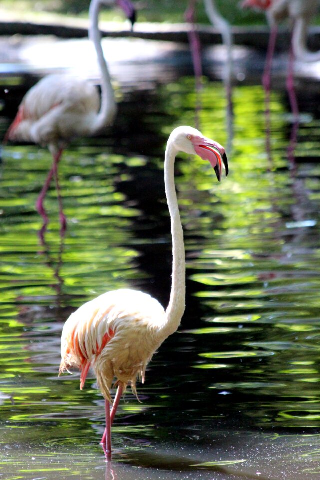 Phoenicopterus roseus feathered race nature