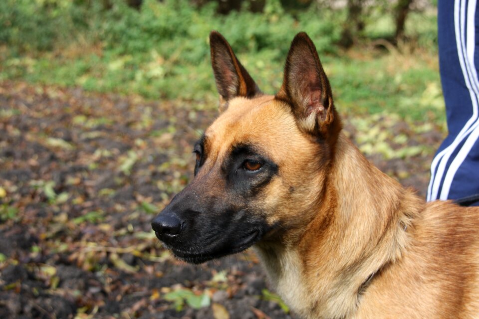 Malinois belgian shepherd dog bitch photo