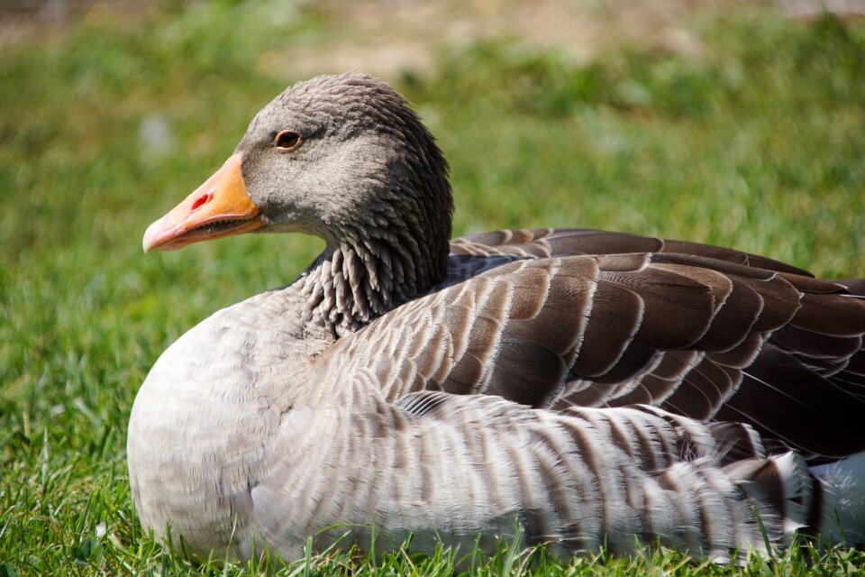 Animals head plumage