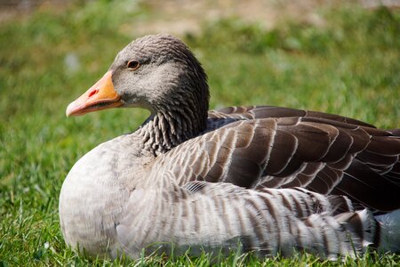 Animals head plumage