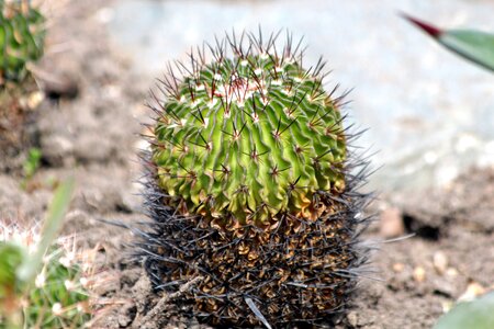 Succulents garden needles photo