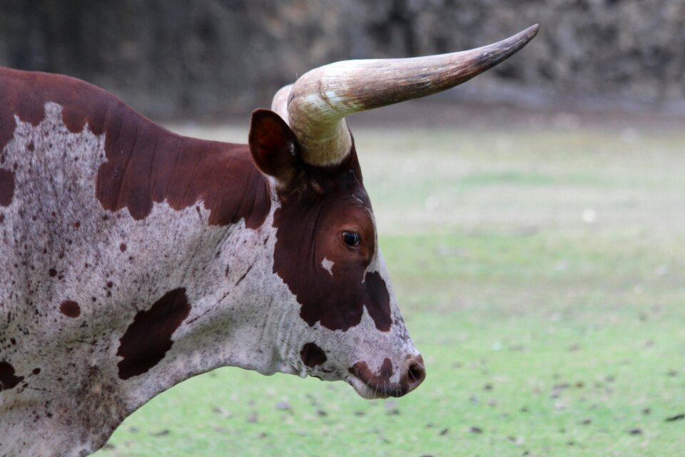 Pets bos taurus ankole photo