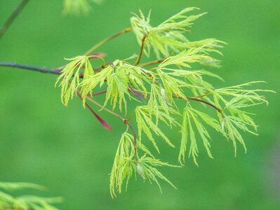 Twig ast green slot maple background
