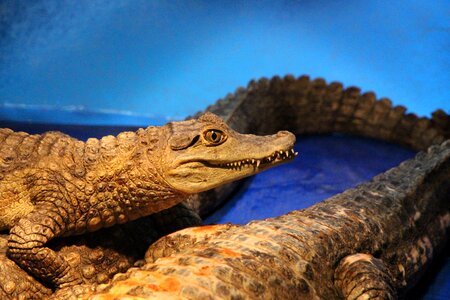 Crocodiles reptiles creeping things
