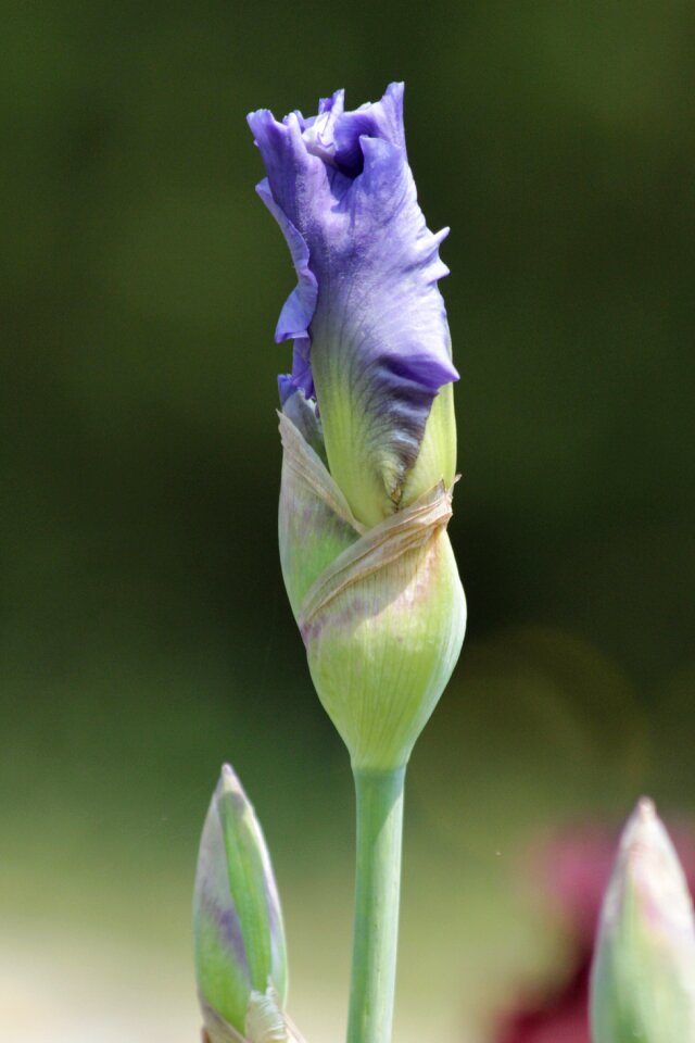 Nature bloom garden