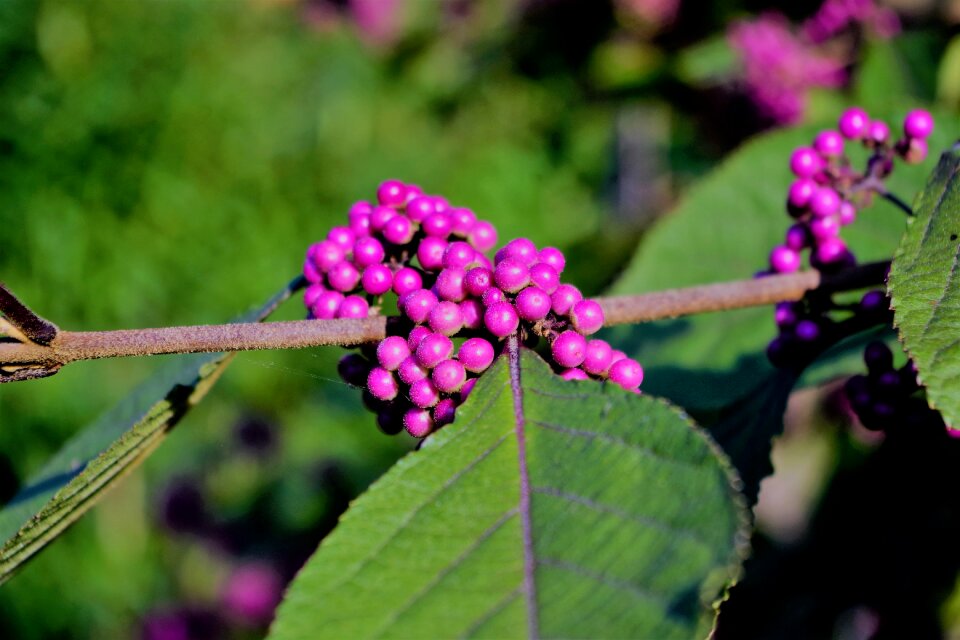 Nature bush sprinkles shrub