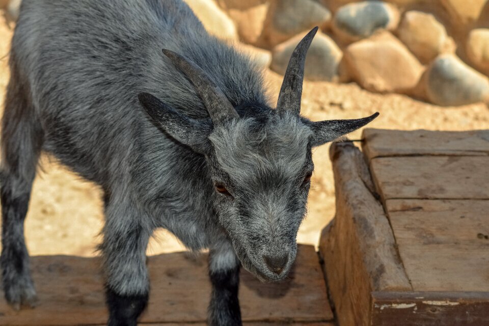Mammal livestock nature