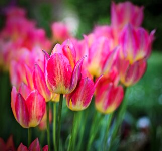 Spring flowers tulip