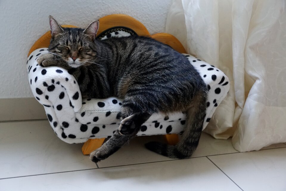 Cat mammal domestic