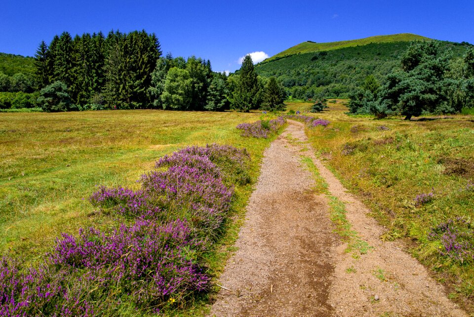 Heather hill nature