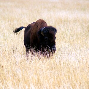 Buffalo horns mammal