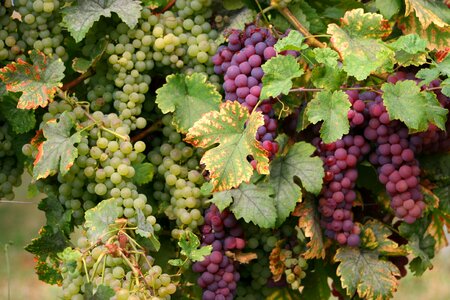 Vines grapes alsace photo