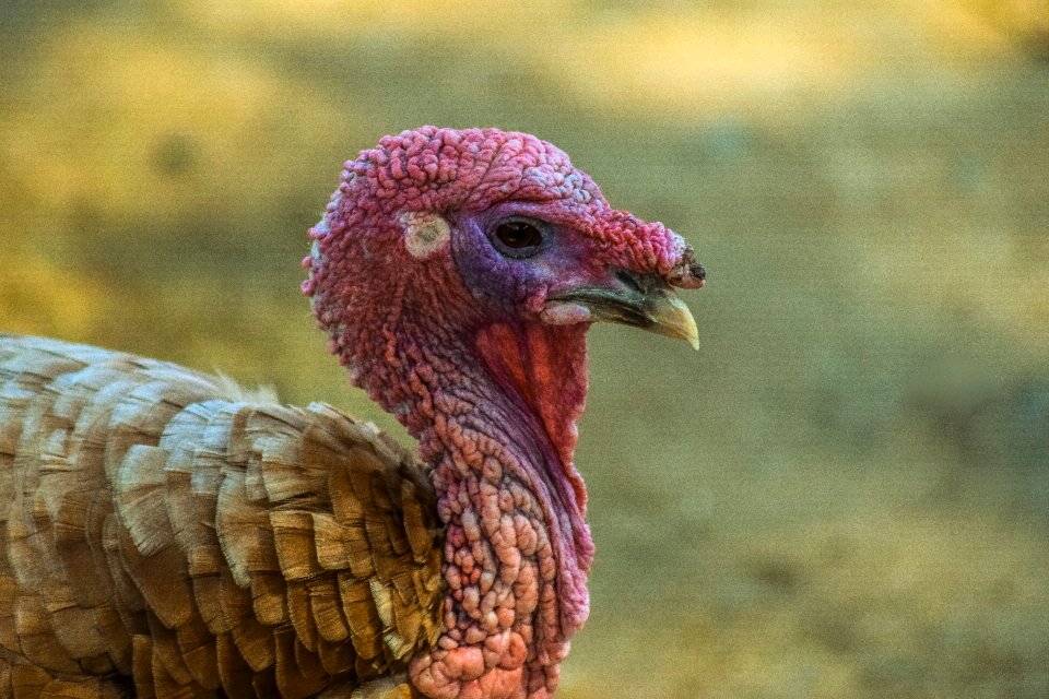Poultry nature livestock