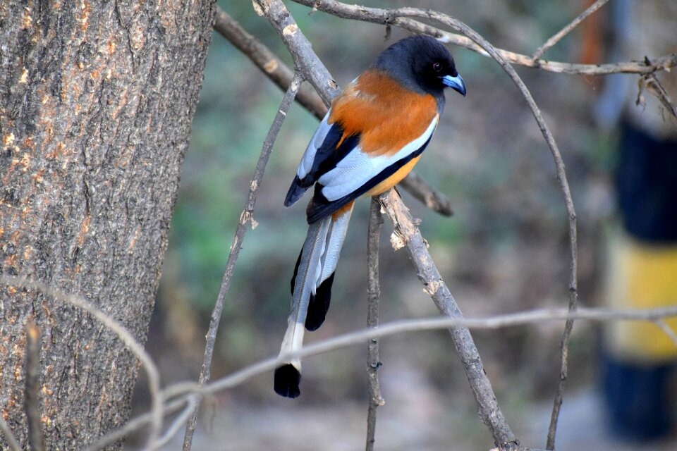 Plumage feather branch
