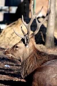 Mammal animal head