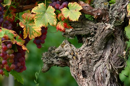 Grapes alsace vine