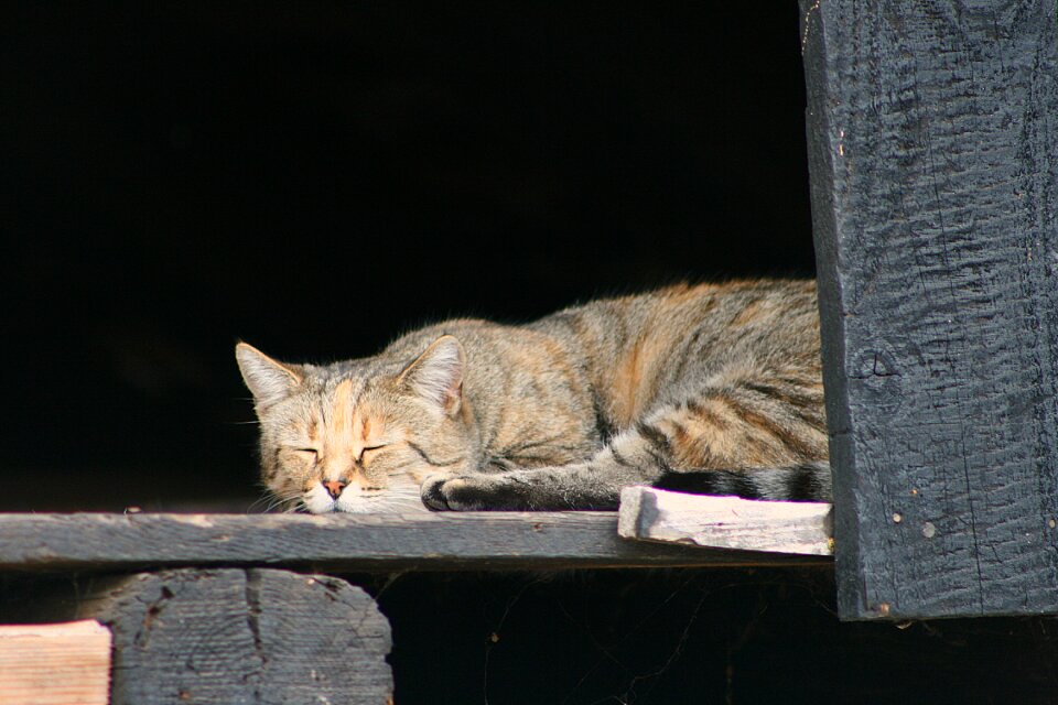 Sleeping cat cute cozy