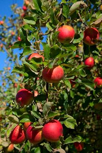 Red ripe nature