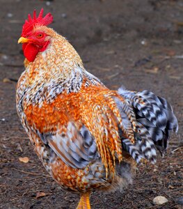 Poultry animal free range photo