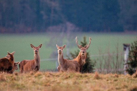 Grass hirsch animal photo