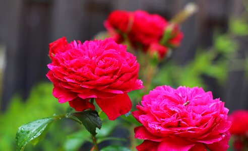 Leonardo da vinci flowers rose flower photo