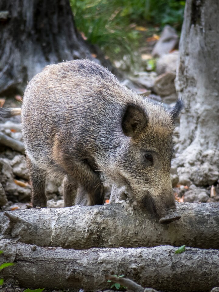 Snout foraging view