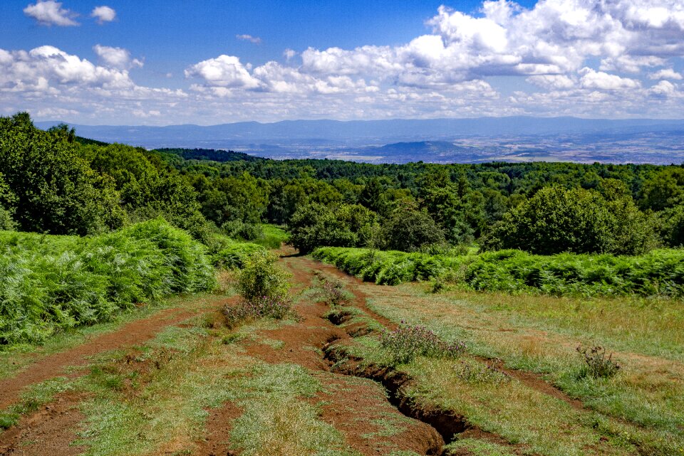 Forest nature puy de dome