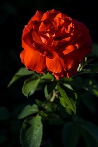 Blossom bloom plant photo