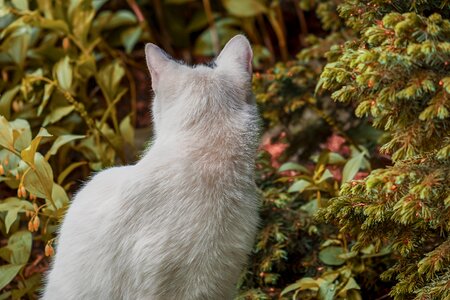 Pet mammal domestic cat photo