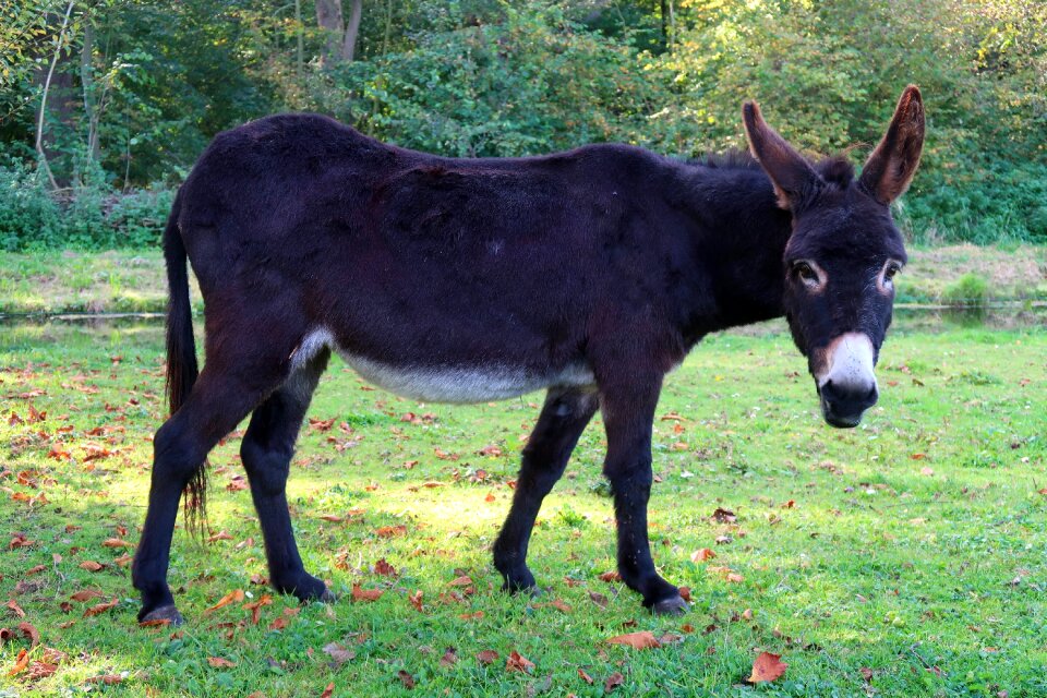 Ears animals equus asinus