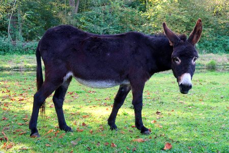Ears animals equus asinus