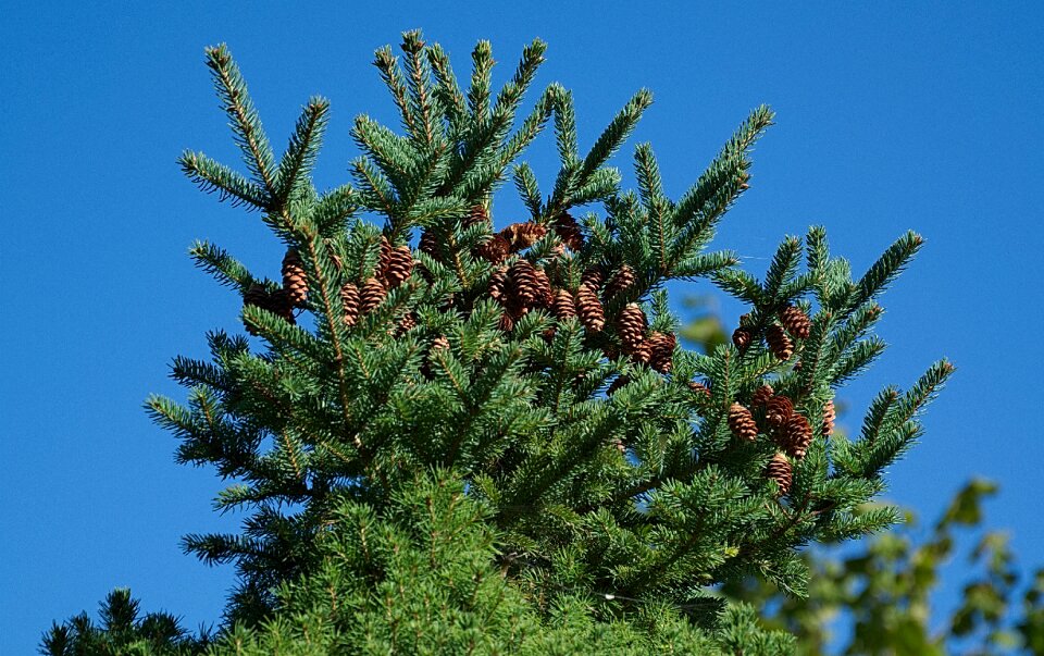 Conifer nature autumn