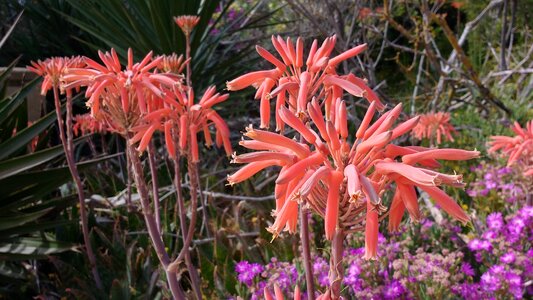 Flower portugal algarve