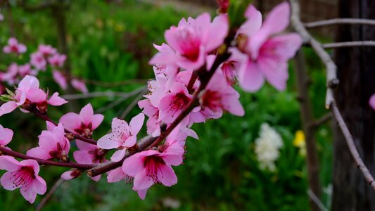 Nature tree blossoms Free photos photo