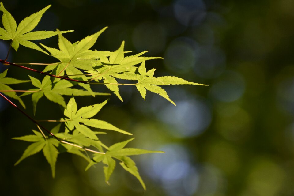 Plant trees and plants leaf
