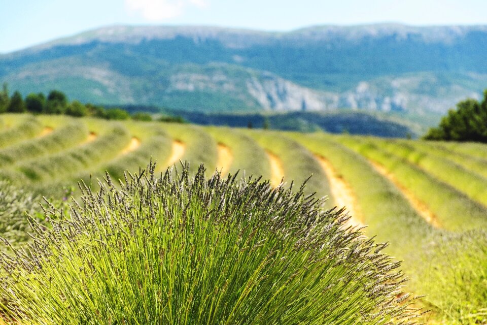 Agriculture french countryside moustiers-sainte-marie