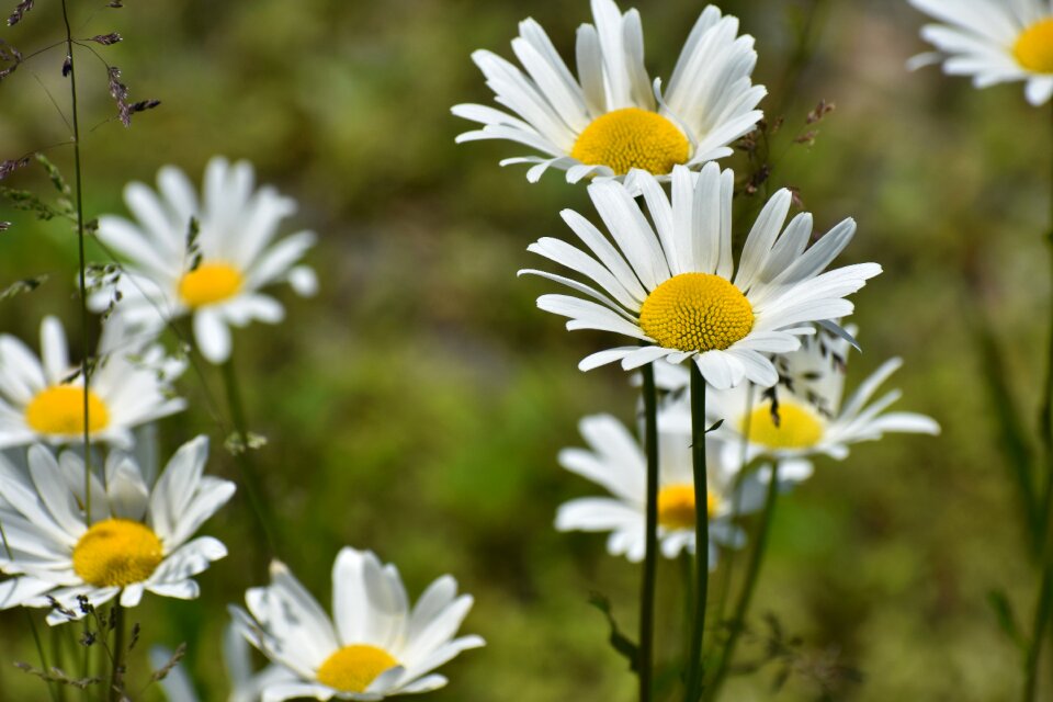 Plant flowering plant flowers