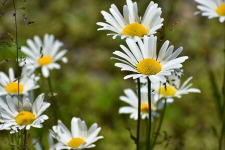 Plant flowering plant flowers
