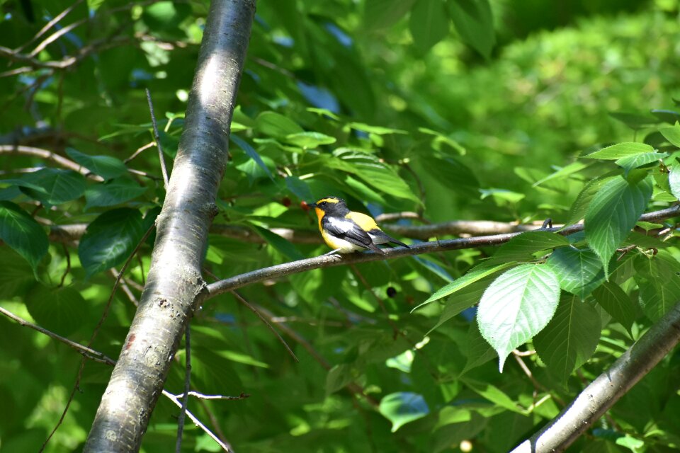 Green bird wild birds